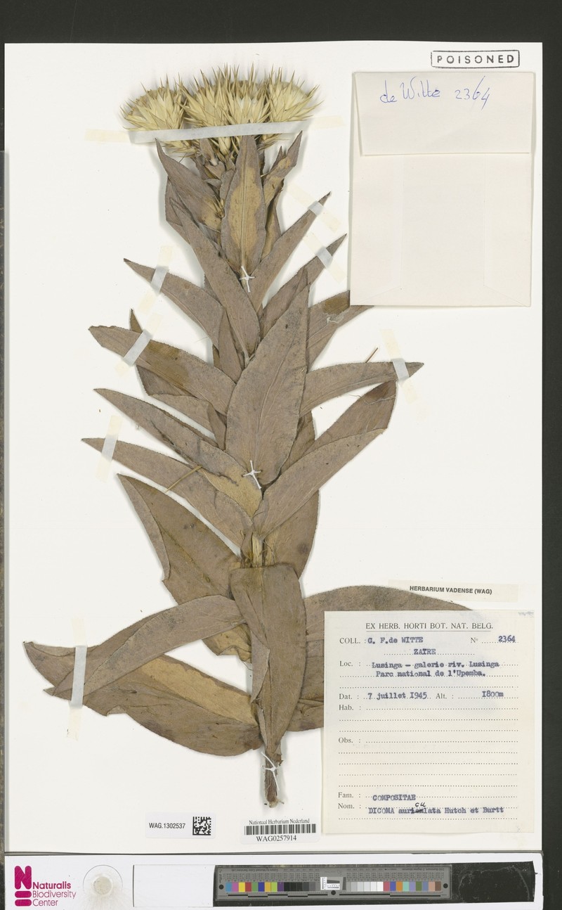 Macledium auriculatum photo 4