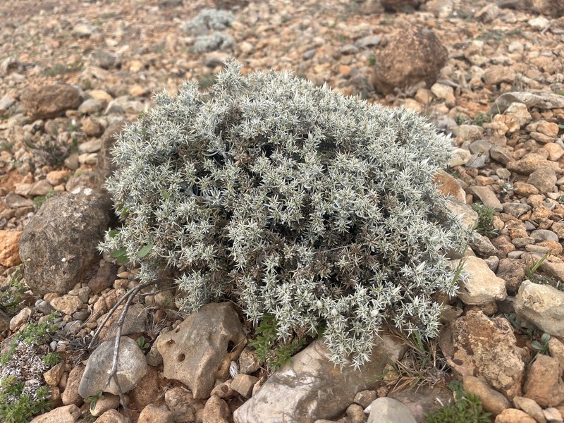 Macledium canum photo 4