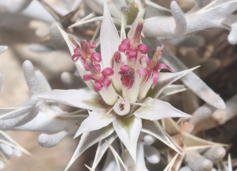 Macledium canum photo 5
