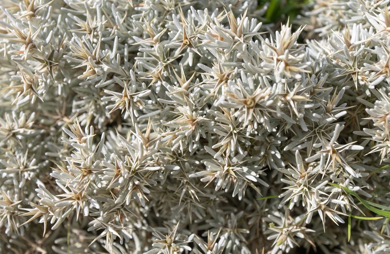 Macledium canum photo 6