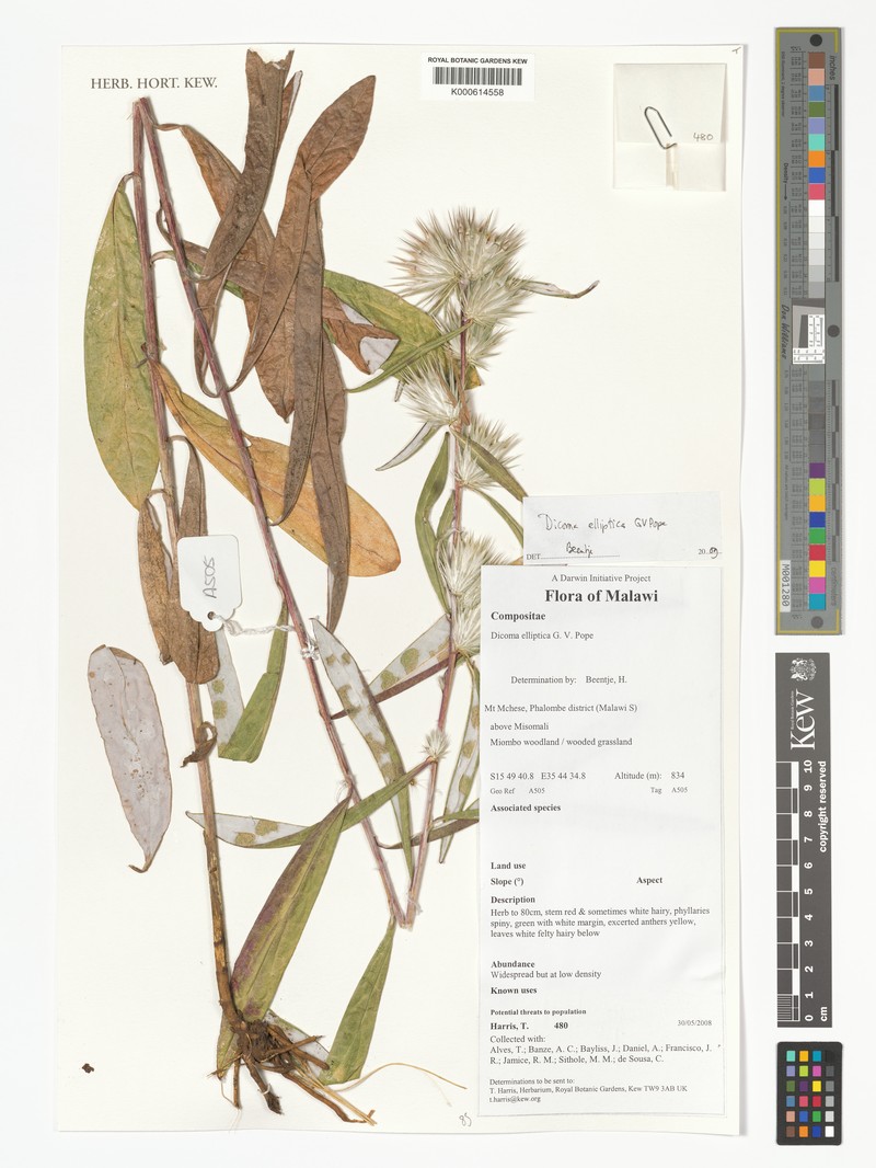 Macledium ellipticum