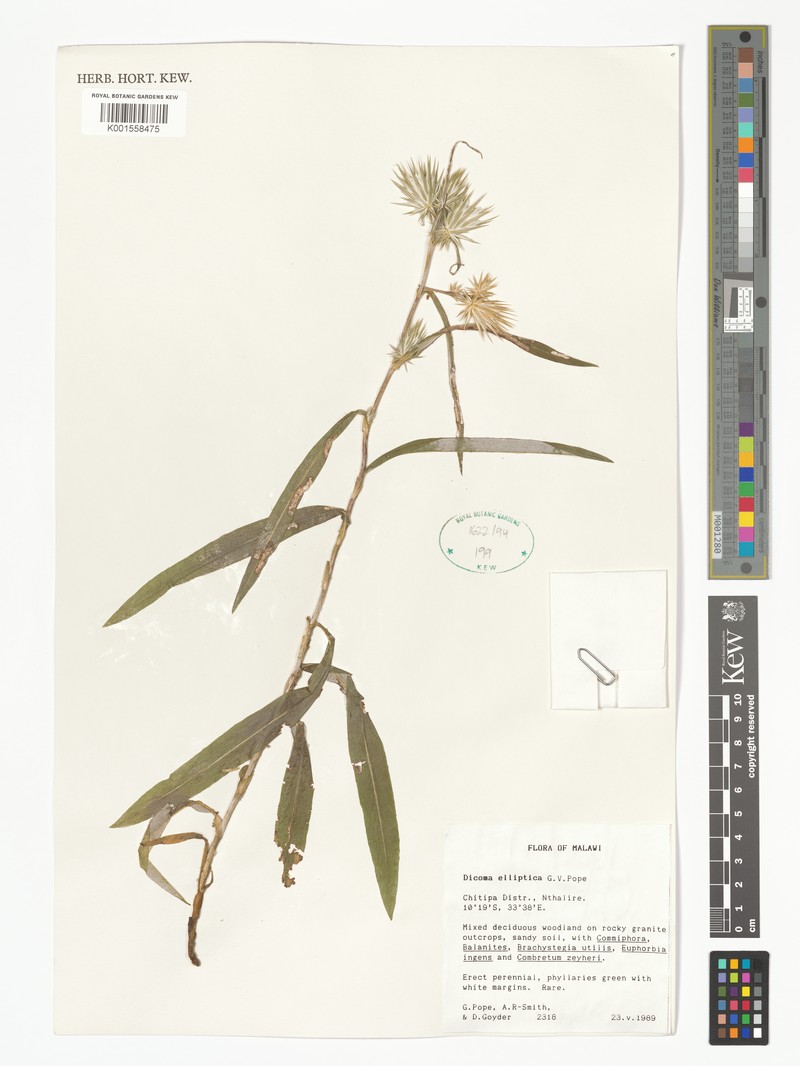 Macledium ellipticum photo 2
