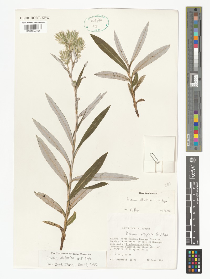 Macledium ellipticum photo 3