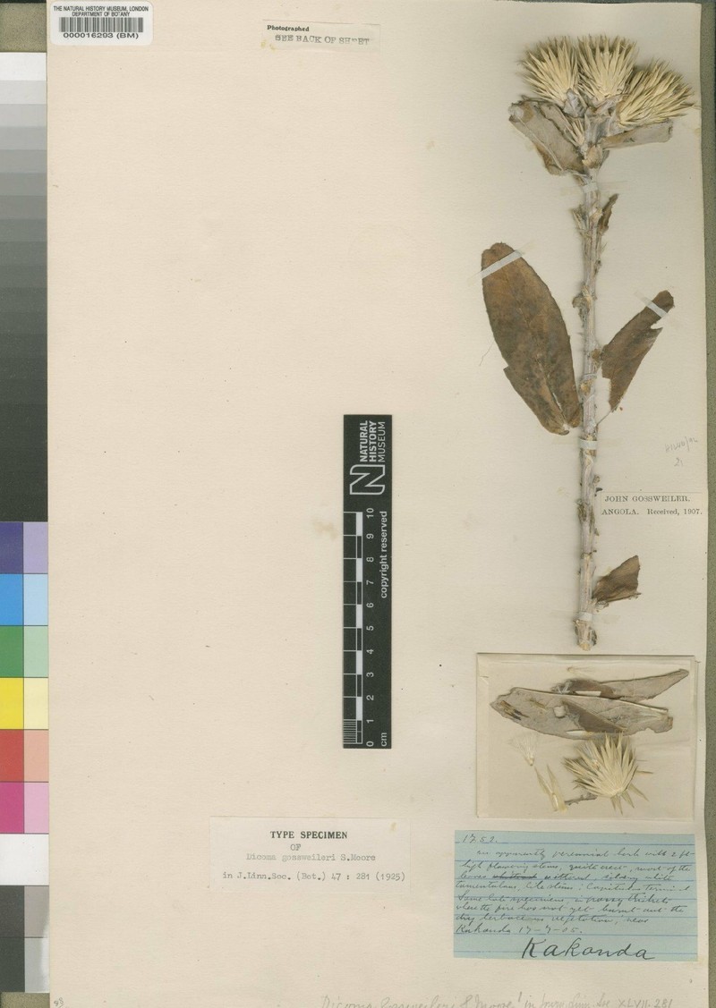 Macledium gossweileri