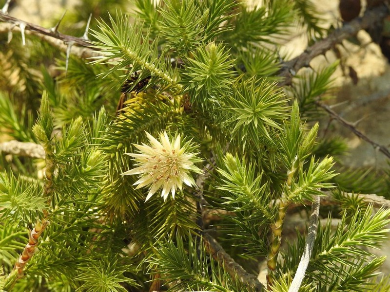 Macledium grandidieri