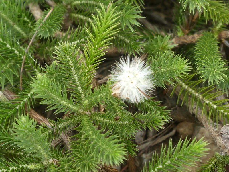 Macledium grandidieri photo 2