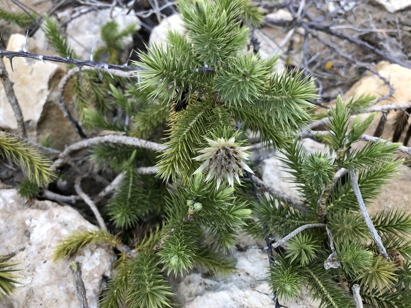 Macledium grandidieri photo 3