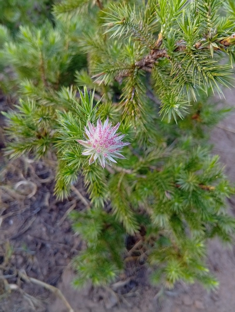 Macledium grandidieri photo 4