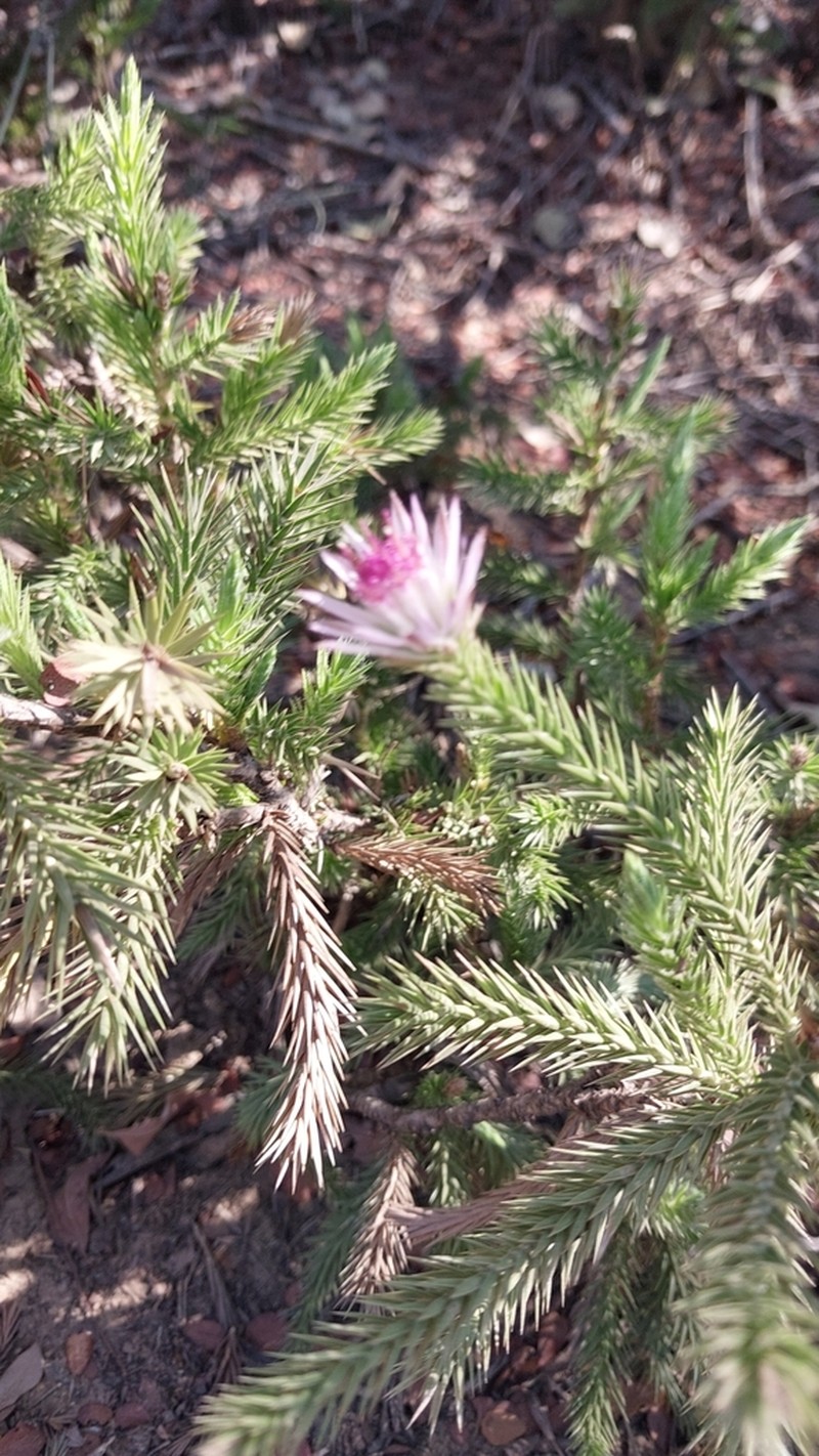 Macledium grandidieri photo 5
