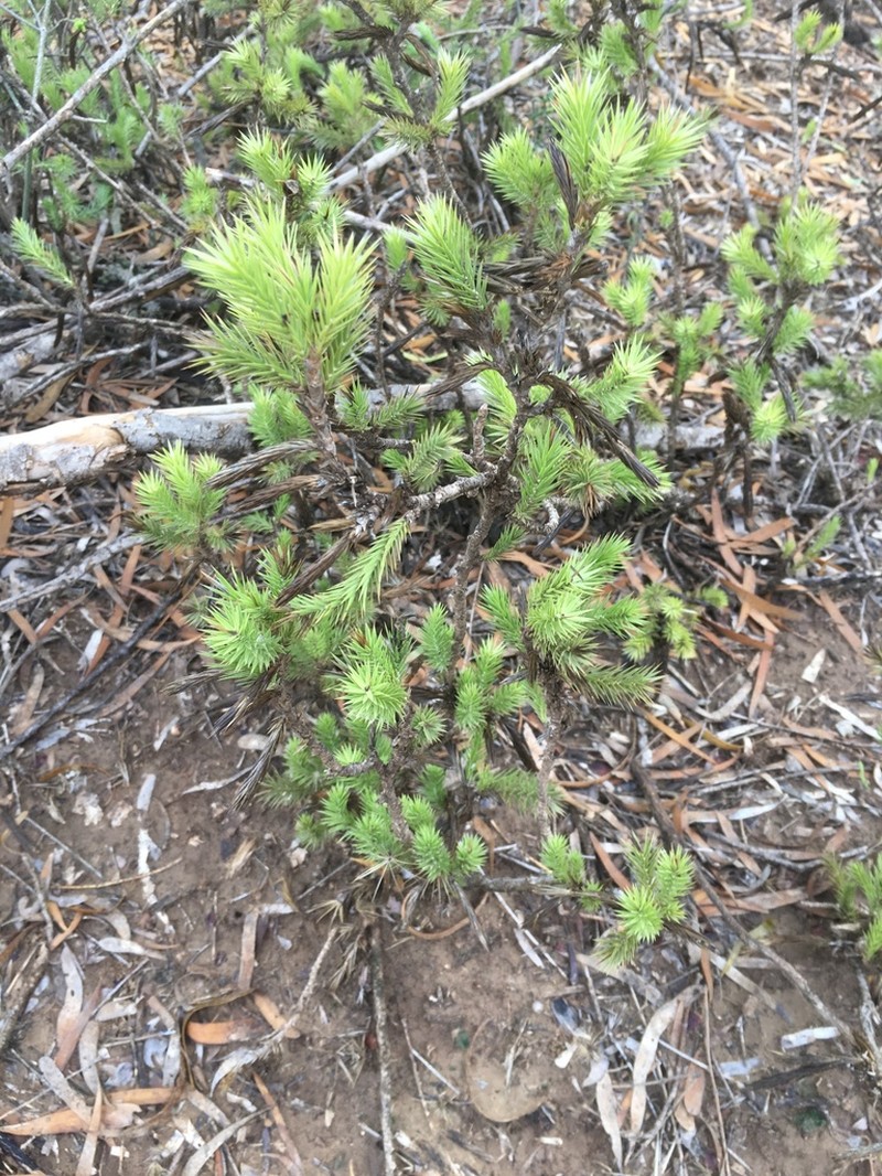 Macledium grandidieri photo 6