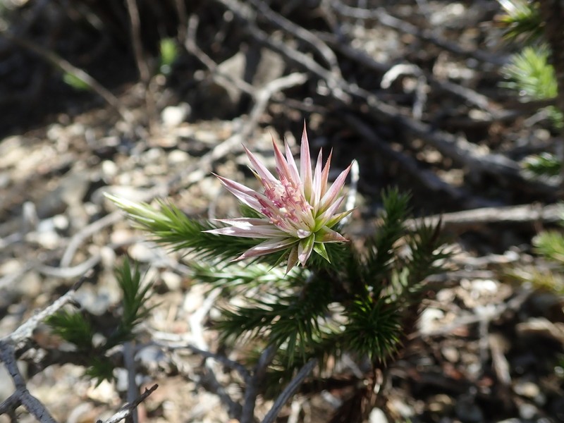 Macledium grandidieri photo 7