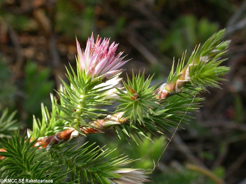 Macledium grandidieri photo 8