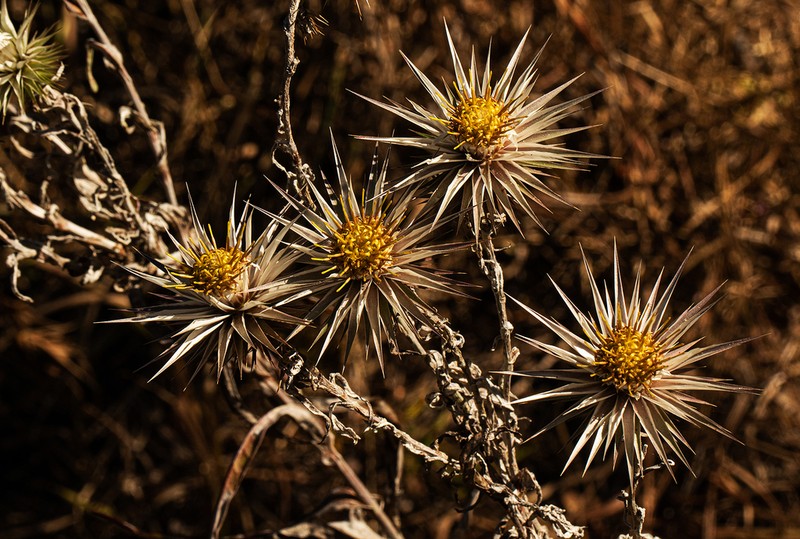 Macledium kirkii