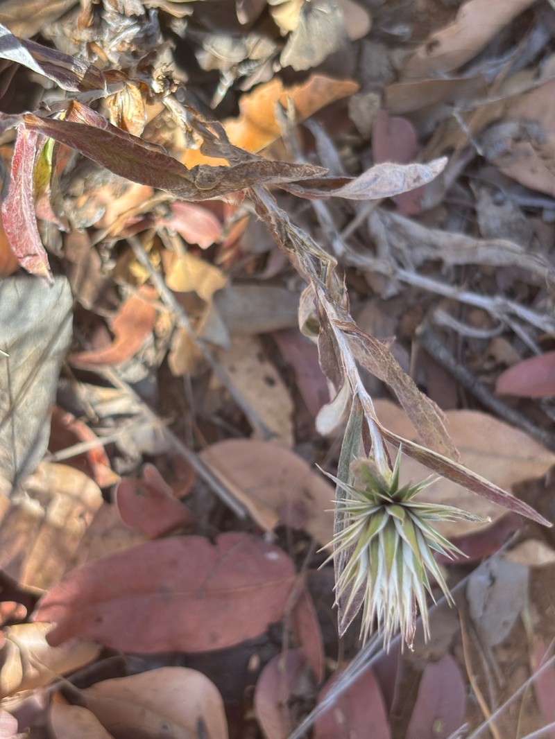Macledium kirkii photo 2