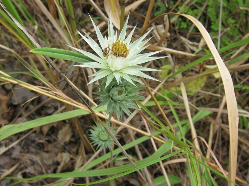 Macledium kirkii photo 3