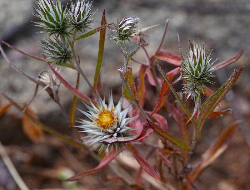 Macledium kirkii photo 4
