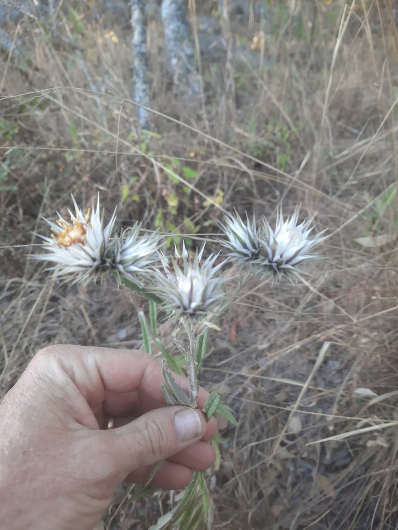 Macledium kirkii photo 5
