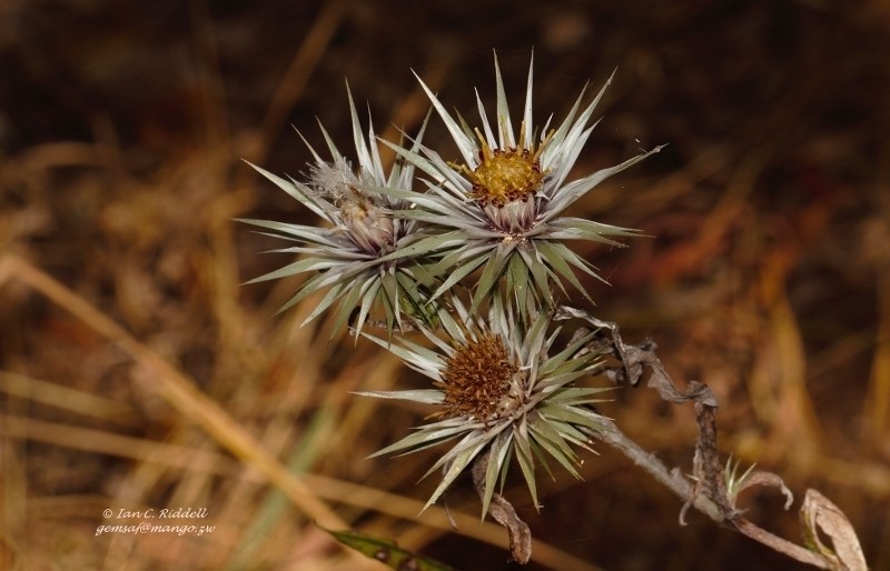 Macledium kirkii photo 6