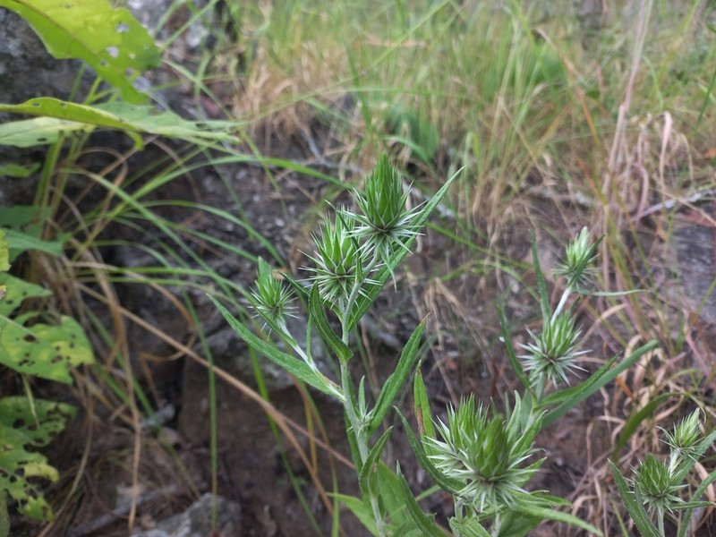 Macledium kirkii photo 7