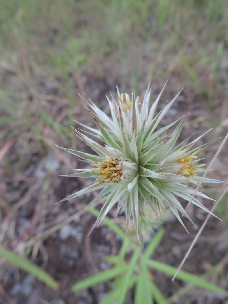 Macledium kirkii photo 8