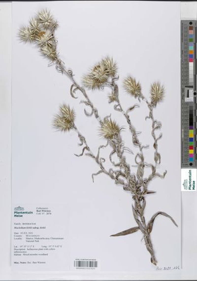 Macledium kirkii subsp. kirkii