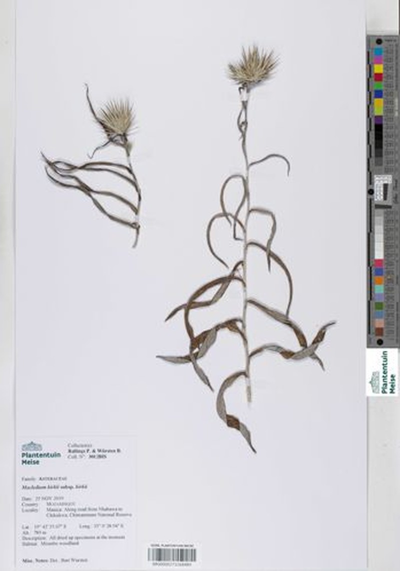 Macledium kirkii subsp. kirkii photo 2