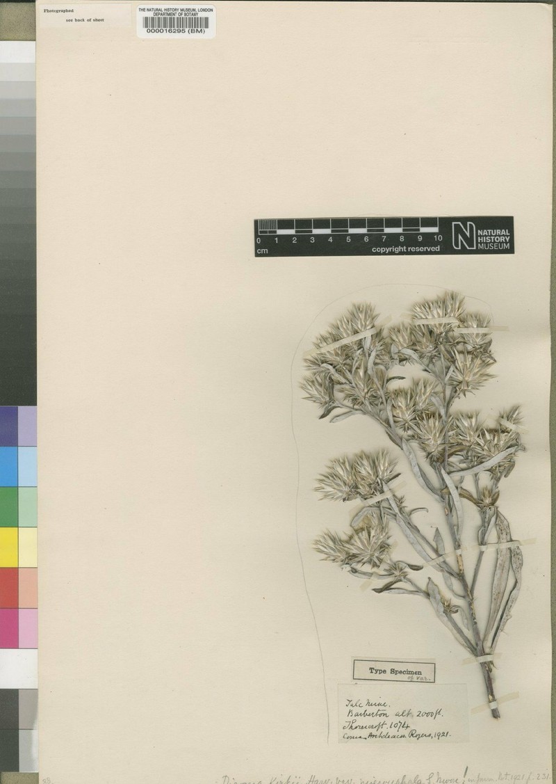 Macledium kirkii subsp. kirkii photo 3