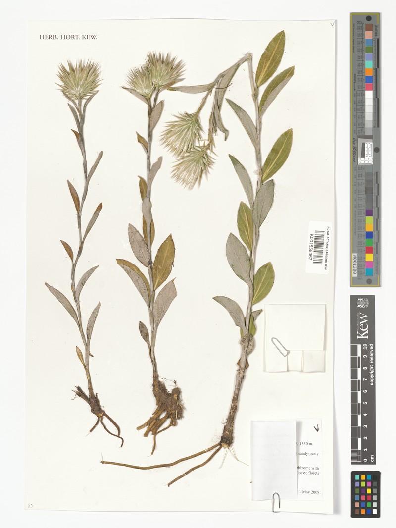 Macledium kirkii subsp. vaginatum