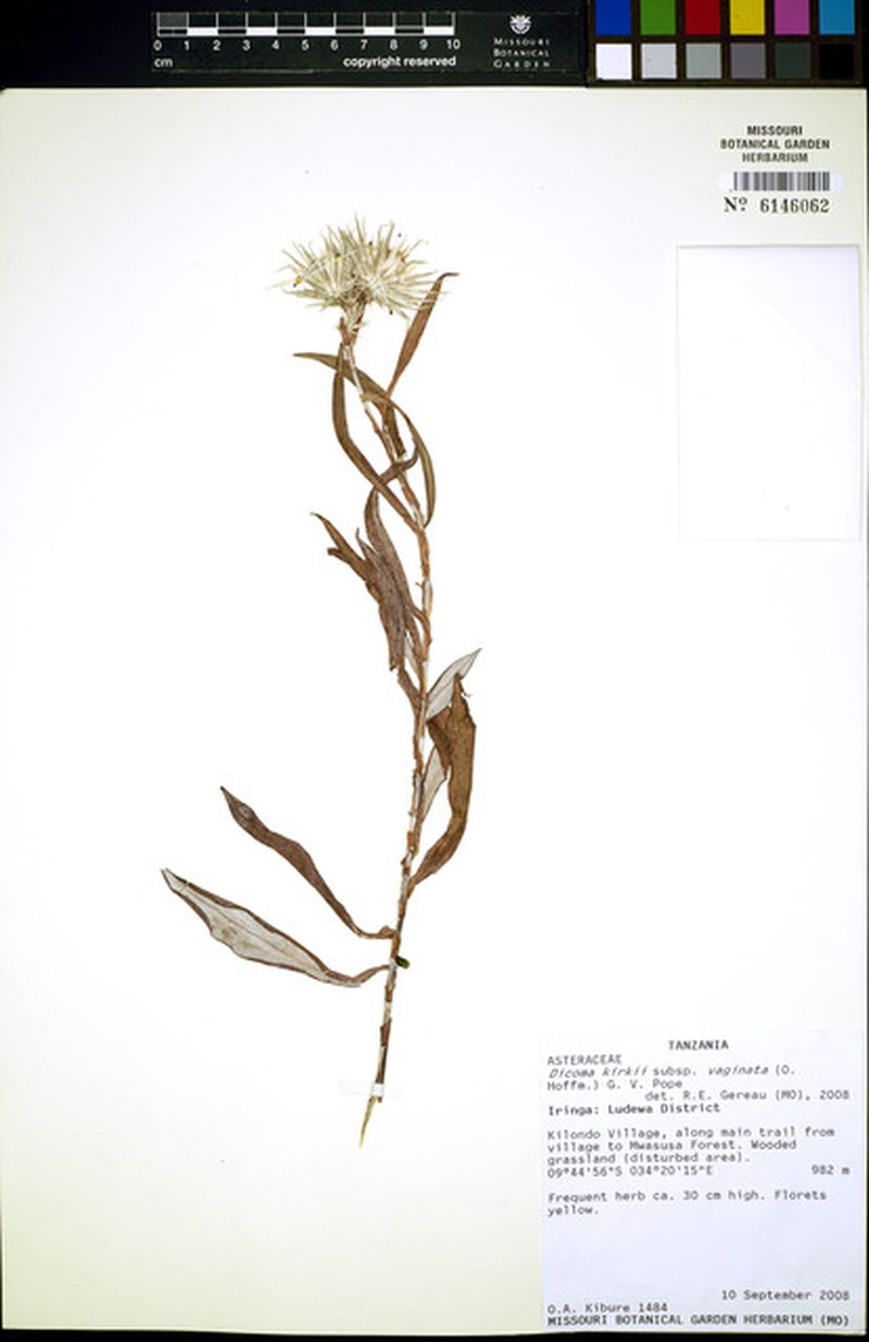 Macledium kirkii subsp. vaginatum photo 2