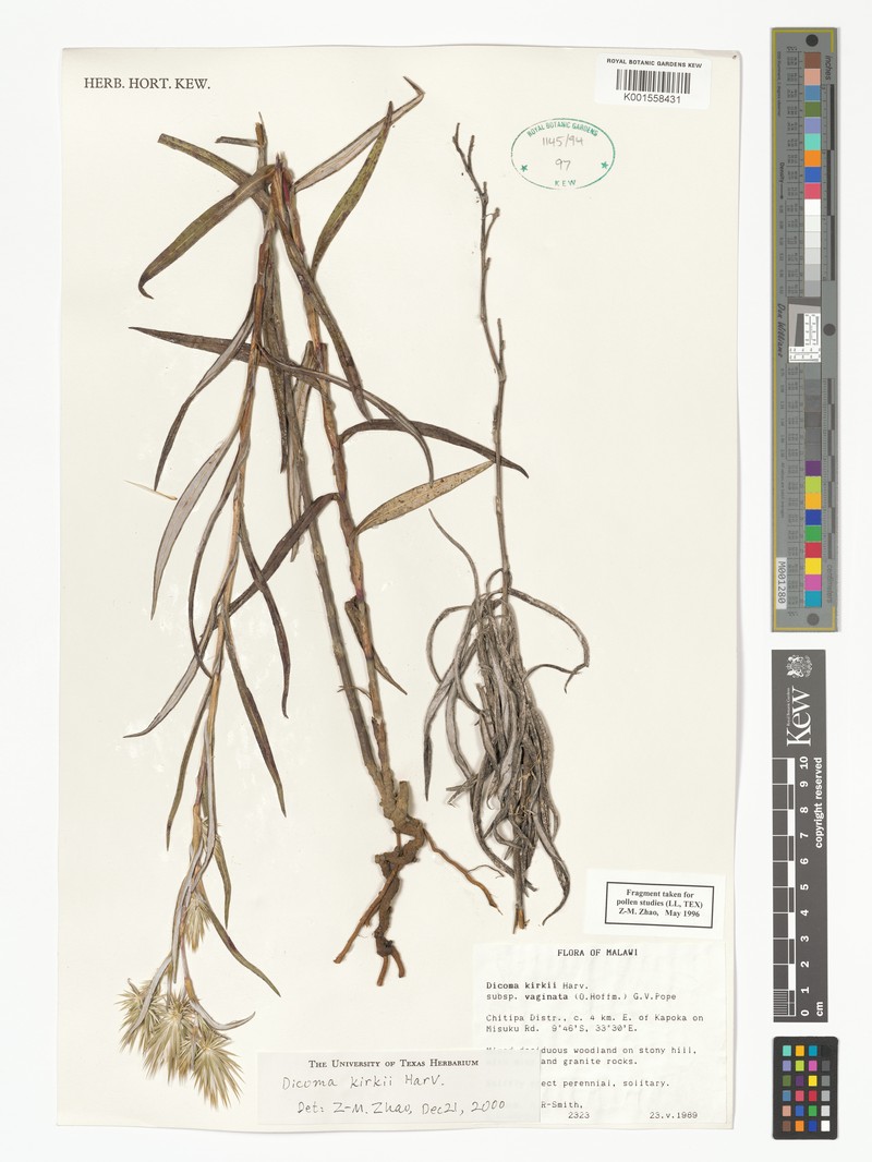 Macledium kirkii subsp. vaginatum photo 3
