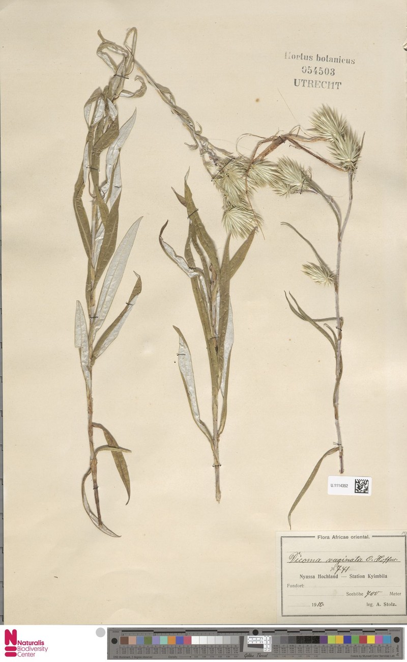 Macledium kirkii subsp. vaginatum photo 4