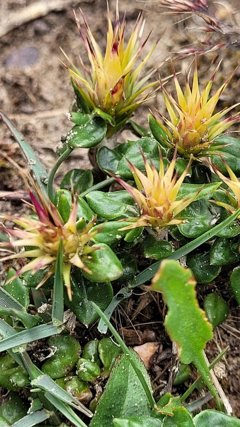 Macledium latifolium