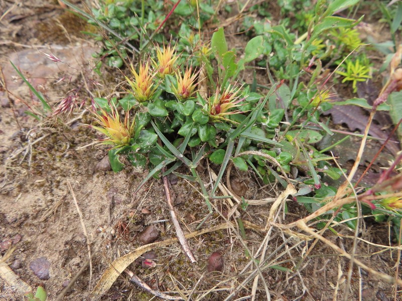Macledium latifolium photo 2
