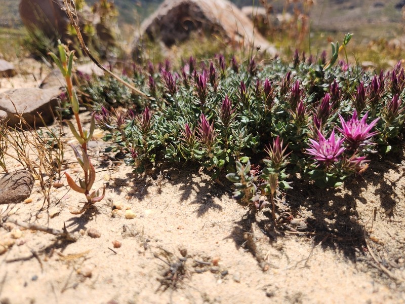 Macledium latifolium photo 3