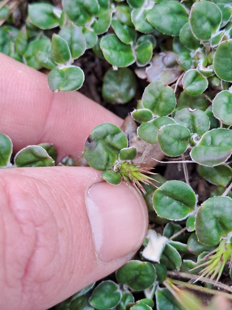 Macledium latifolium photo 4