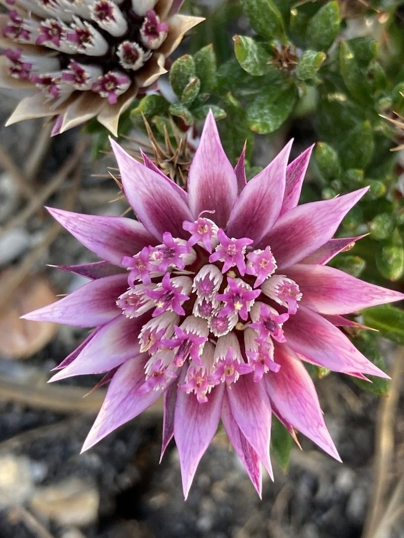 Macledium latifolium photo 5