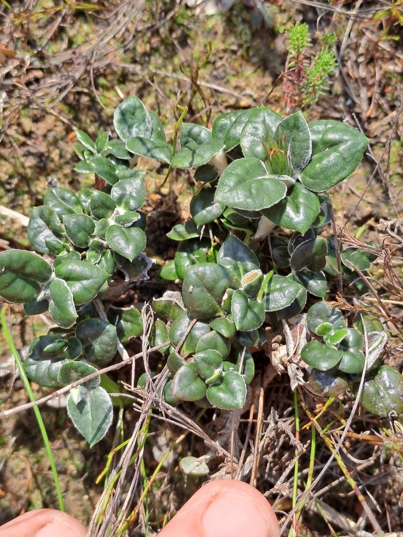 Macledium latifolium photo 6
