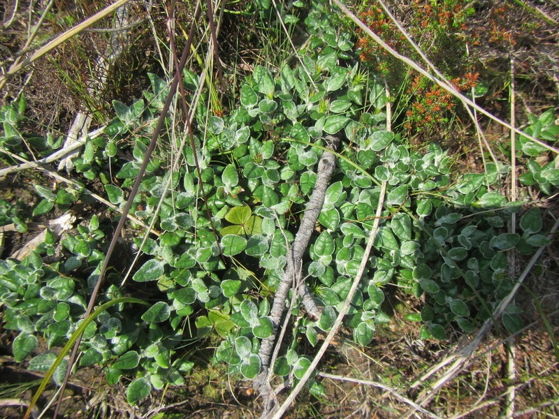 Macledium latifolium photo 7