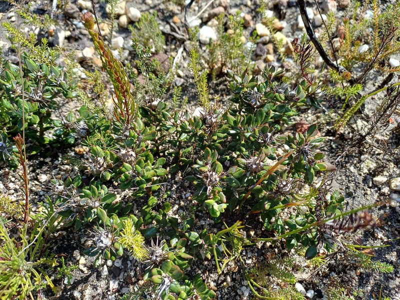 Macledium latifolium photo 8