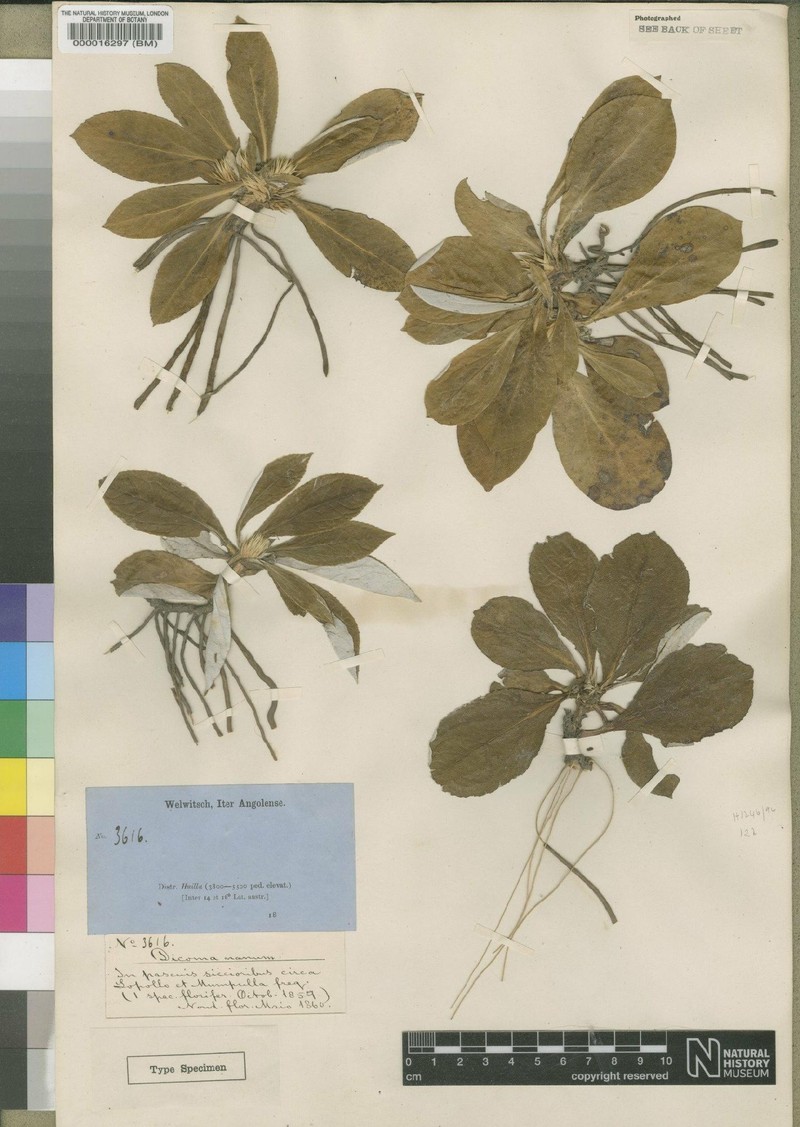 Macledium nanum