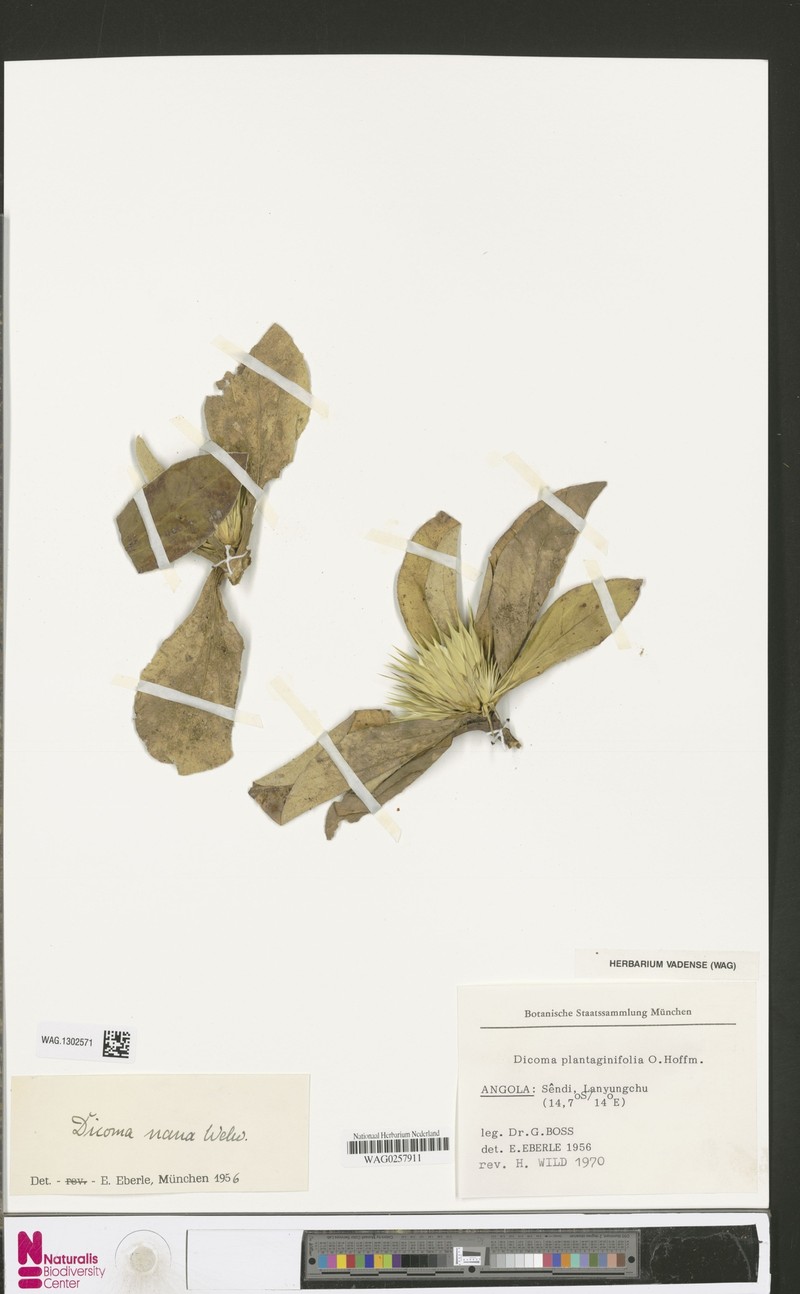 Macledium nanum photo 3