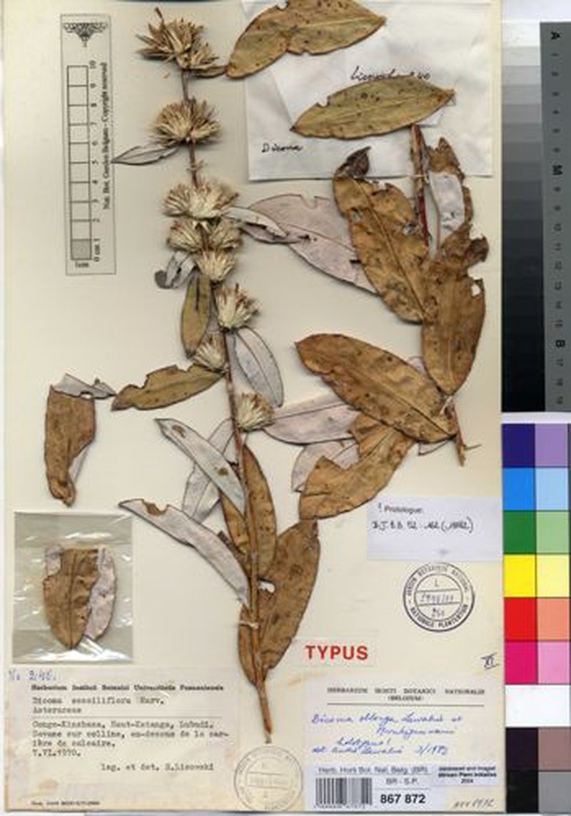 Macledium oblongum