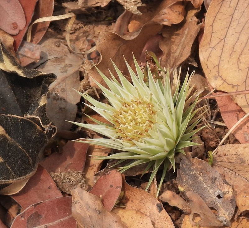 Macledium plantaginifolium
