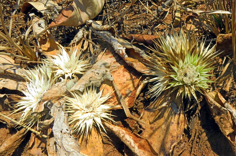 Macledium plantaginifolium photo 2