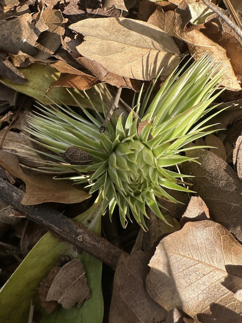 Macledium plantaginifolium photo 4