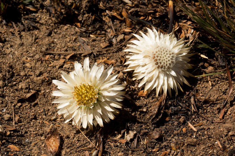 Macledium plantaginifolium photo 5