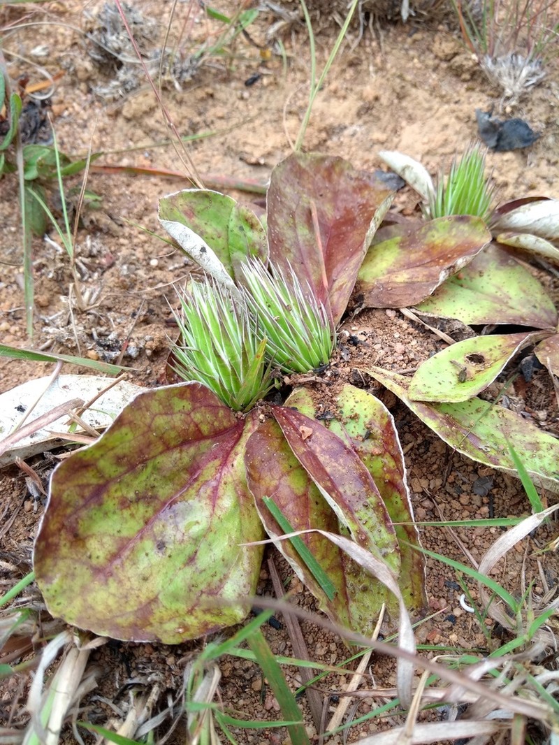 Macledium plantaginifolium photo 6