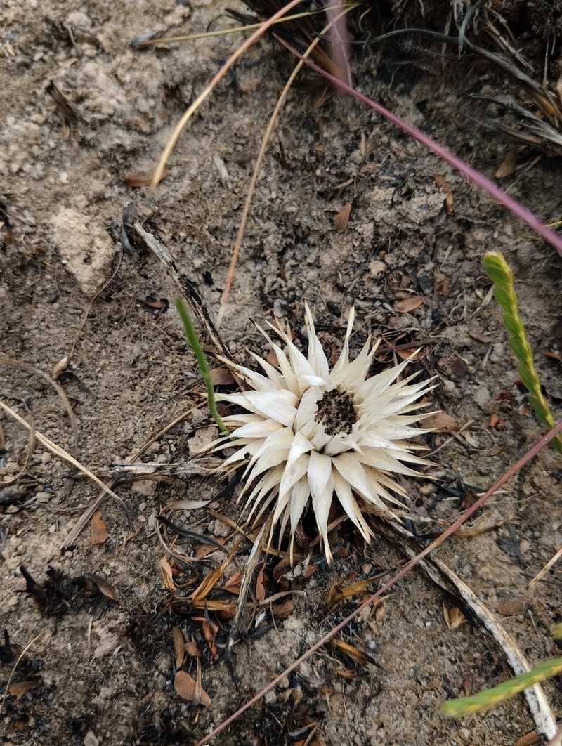 Macledium plantaginifolium photo 7