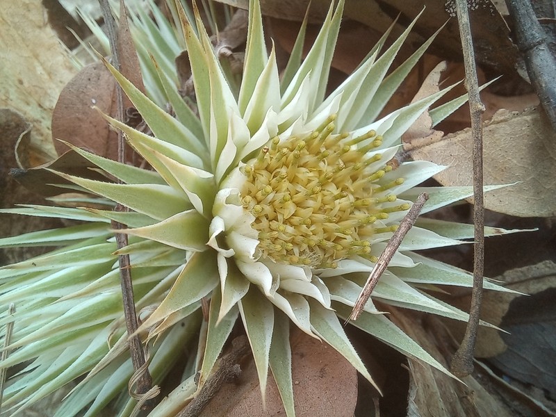 Macledium plantaginifolium photo 8