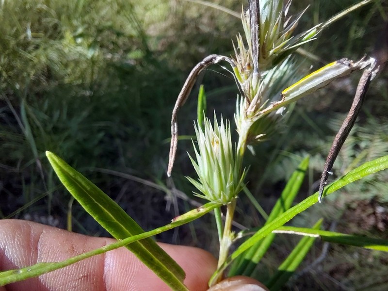 Macledium poggei photo 2